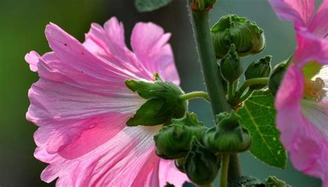 蜀葵花語|蜀葵花语与象征意义（揭秘蜀葵花的传奇之美）